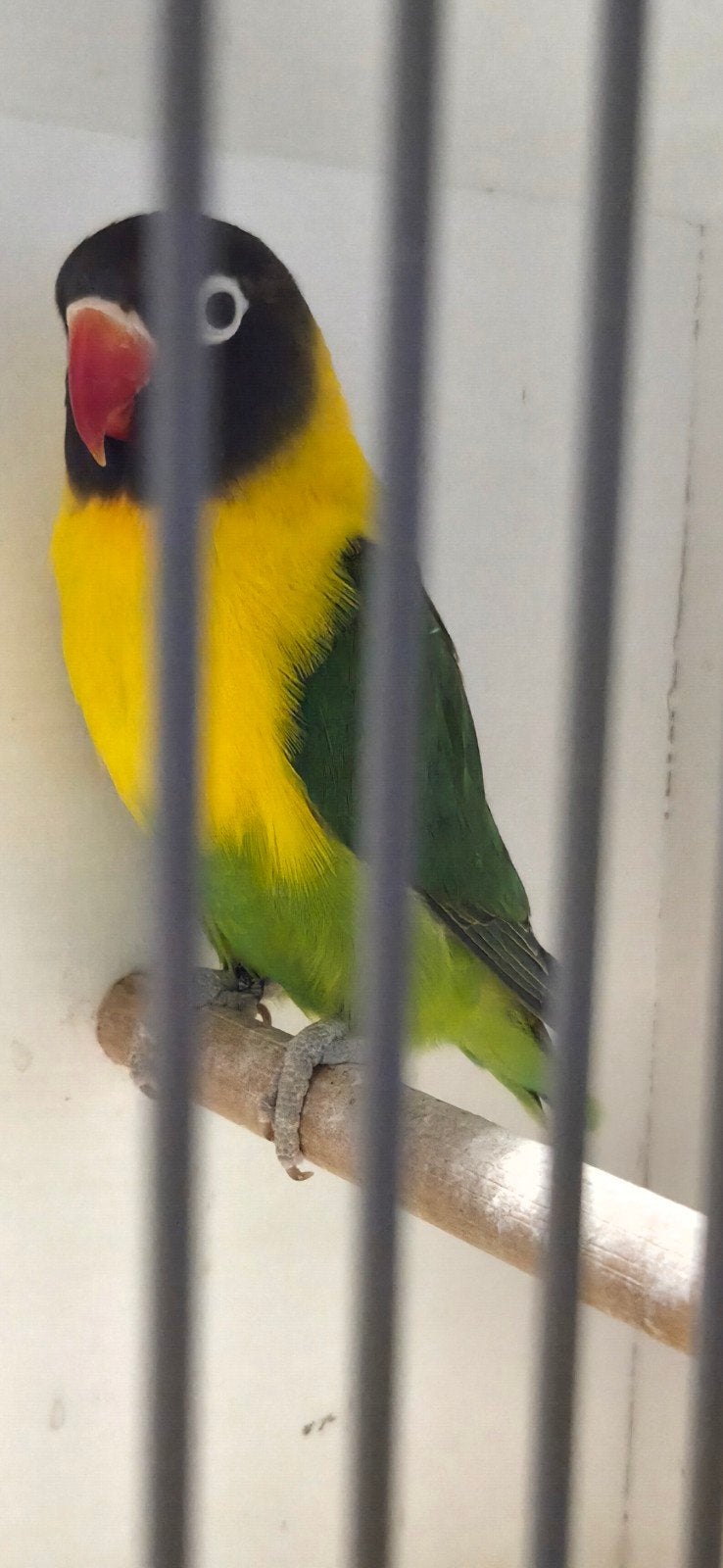 Personatus en fischeri, Meerdere dieren, Dwergpapegaai of Agapornis, Geringd