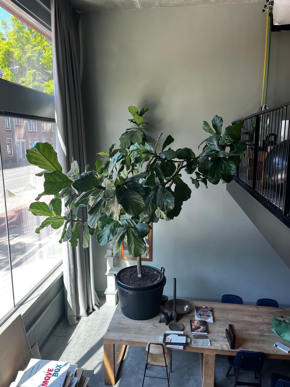 Grote Ficus Lyrata (Tabaksplant) - 3 meter hoog en breed, Ophalen, Ficus, 200 cm of meer, Halfschaduw