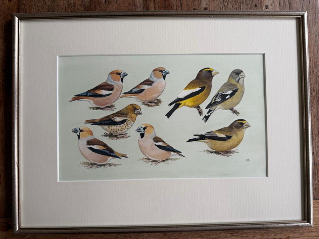 Vintage ingelijste vogelprint - Appelvinken H.B., Ophalen