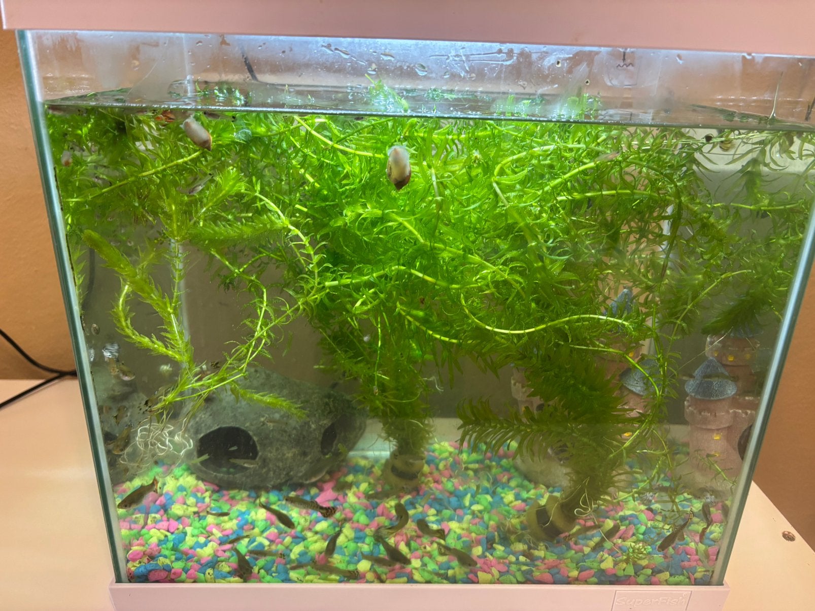 Klein aquarium, Ophalen, Zo goed als nieuw