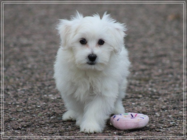 mooie Maltezer pups, Maltezer, Nederland, 8 tot 15 weken, CDV (hondenziekte)