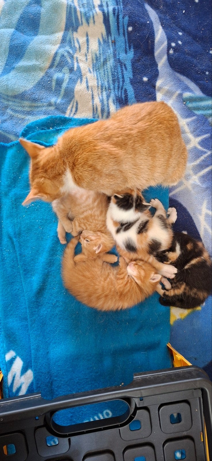5 kittens kruising main coon, Poes, Kortharig, 0 tot 2 jaar