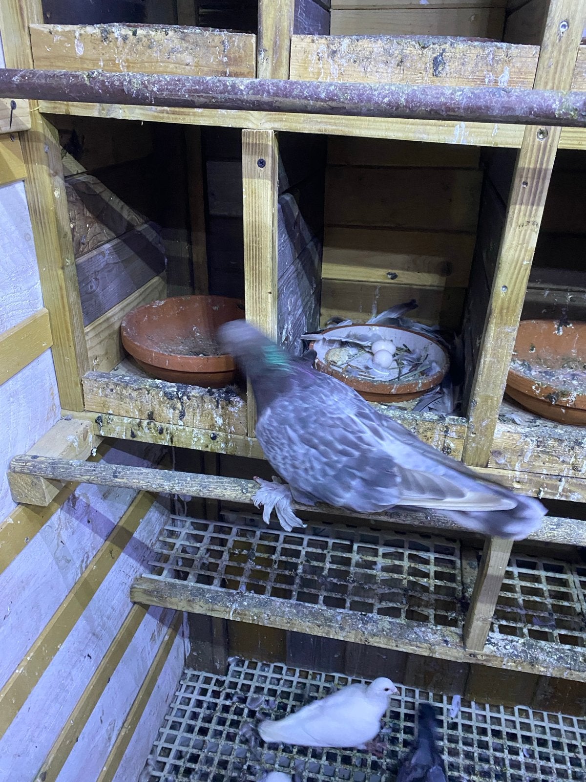 Takla düiven, Dieren en Toebehoren
