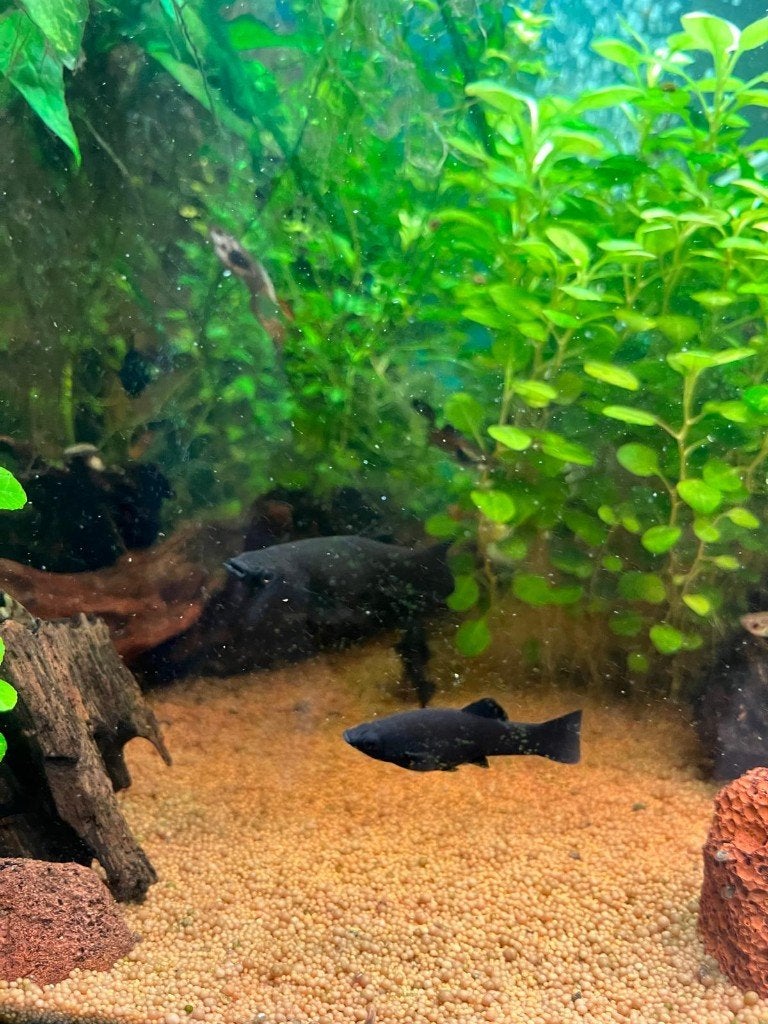 Poecilia sphenops (Black Molly), Dieren en Toebehoren, Vis, Zoetwatervis