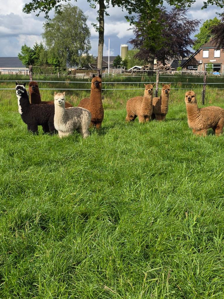 Alpaca jonkies van 2025 merrie, Dieren en Toebehoren, April, Vrouwelijk