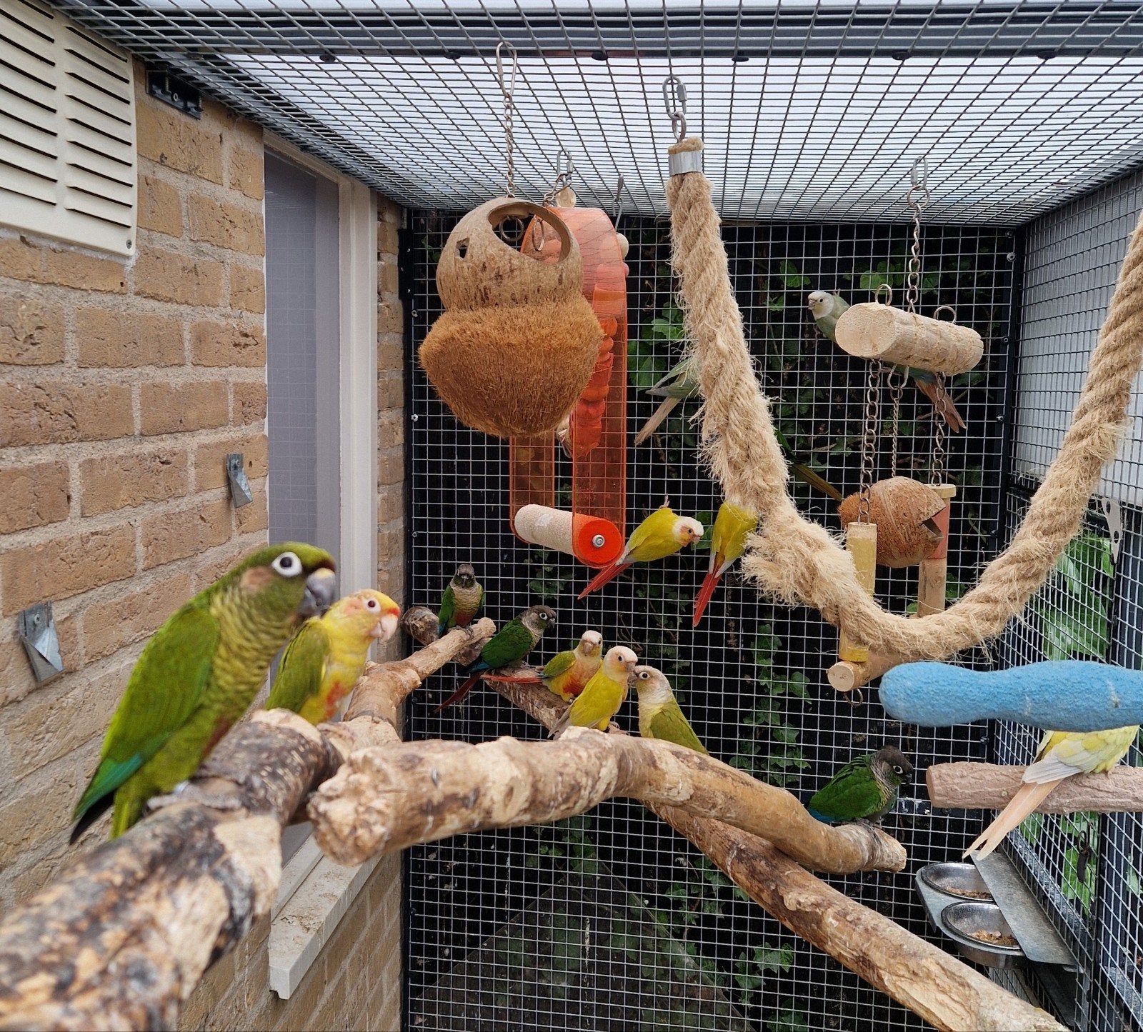 Pyrrhura's, Meerdere dieren, Parkiet, Geringd