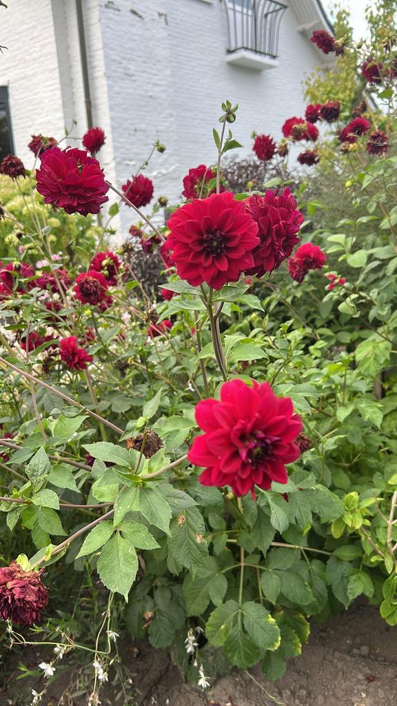 Rode dahlia knollen, Tuin en Terras, Bloembollen en Zaden, Ophalen of Verzenden, Voorjaar, Volle zon, Knol