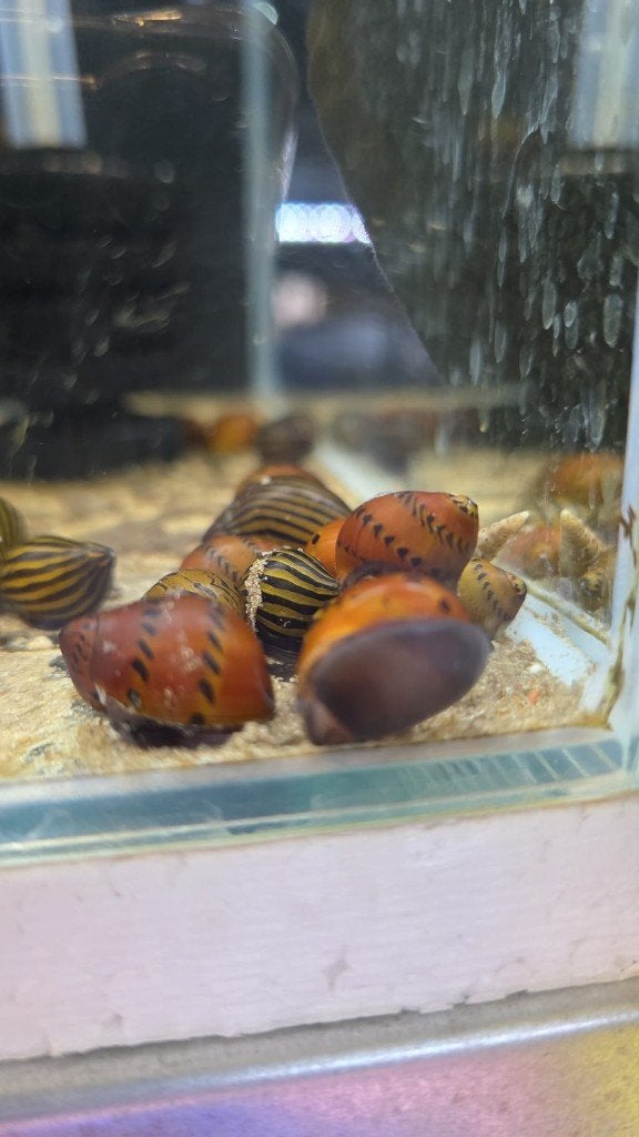 neritina zebra & orange track, Slak of Weekdier, Zoetwatervis, Schoolvis