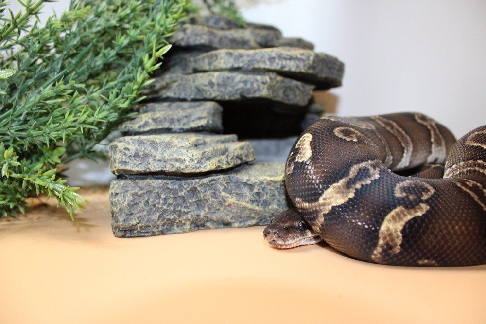 Ball Python/ Regius python0.1 GHI MOJAVE LEOPARD het CLOWN Ball Python - female for sale from MysticEliteMorphsNL