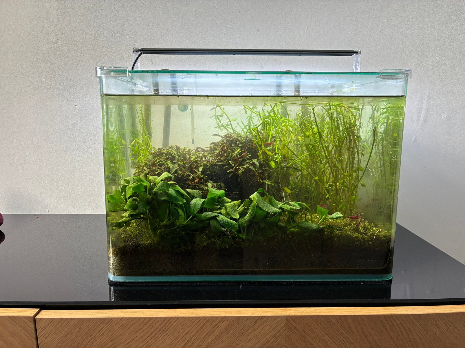 Complete aquariumset 35l + verlichting + CO2 fles, Dieren en Toebehoren, Ophalen, Zo goed als nieuw