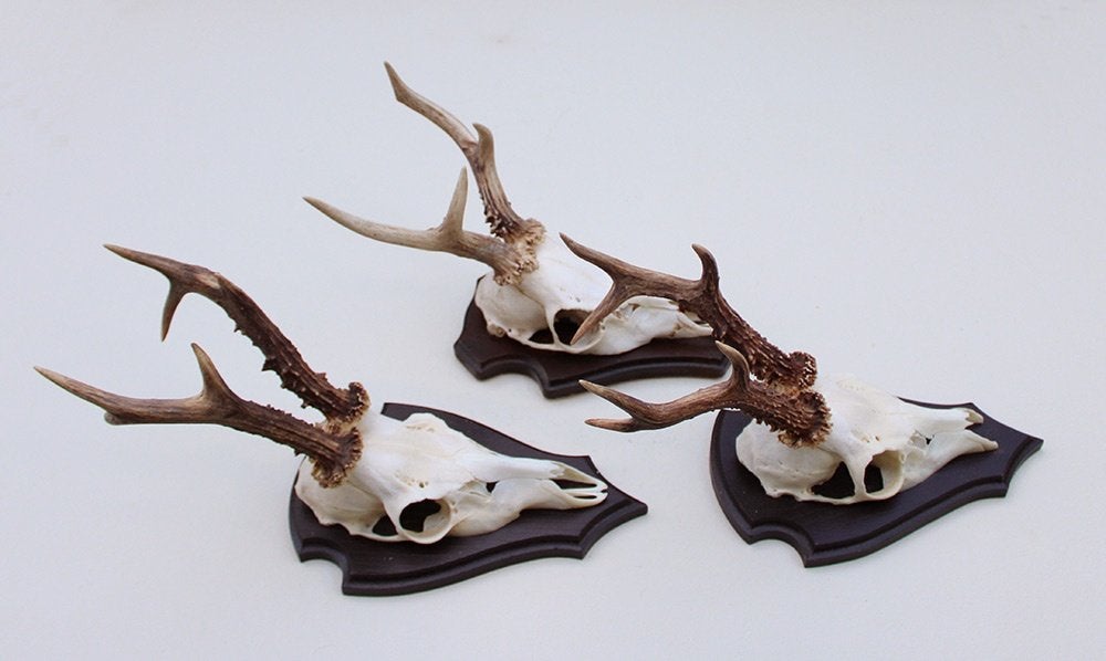 3 x groot REE GEWEI op houten schild -  set G, Ophalen of Verzenden, Gebruikt, Hert, Gewei of Kop