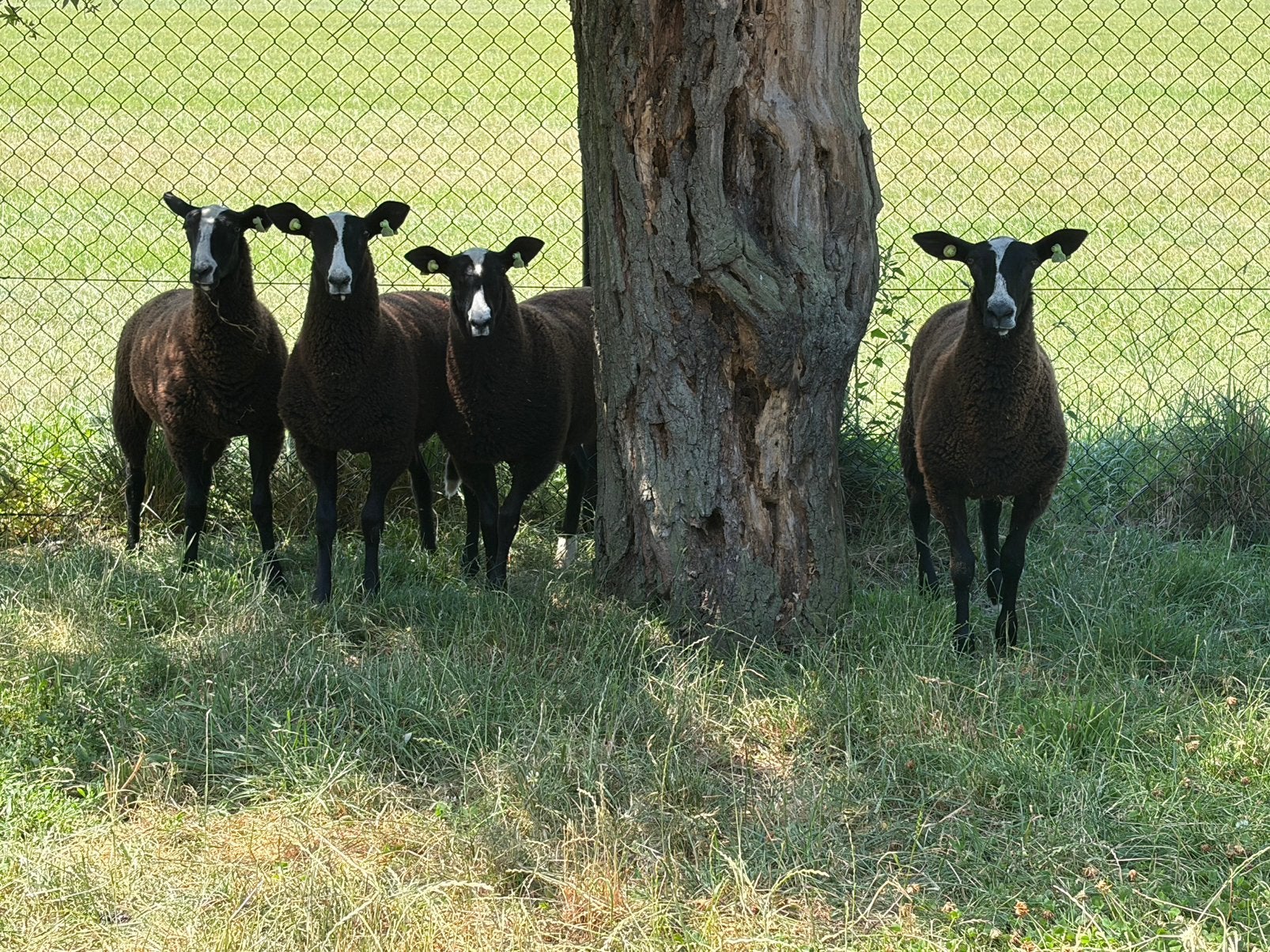 4 zwartbles ooien schapen, Vrouwelijk, Schaap