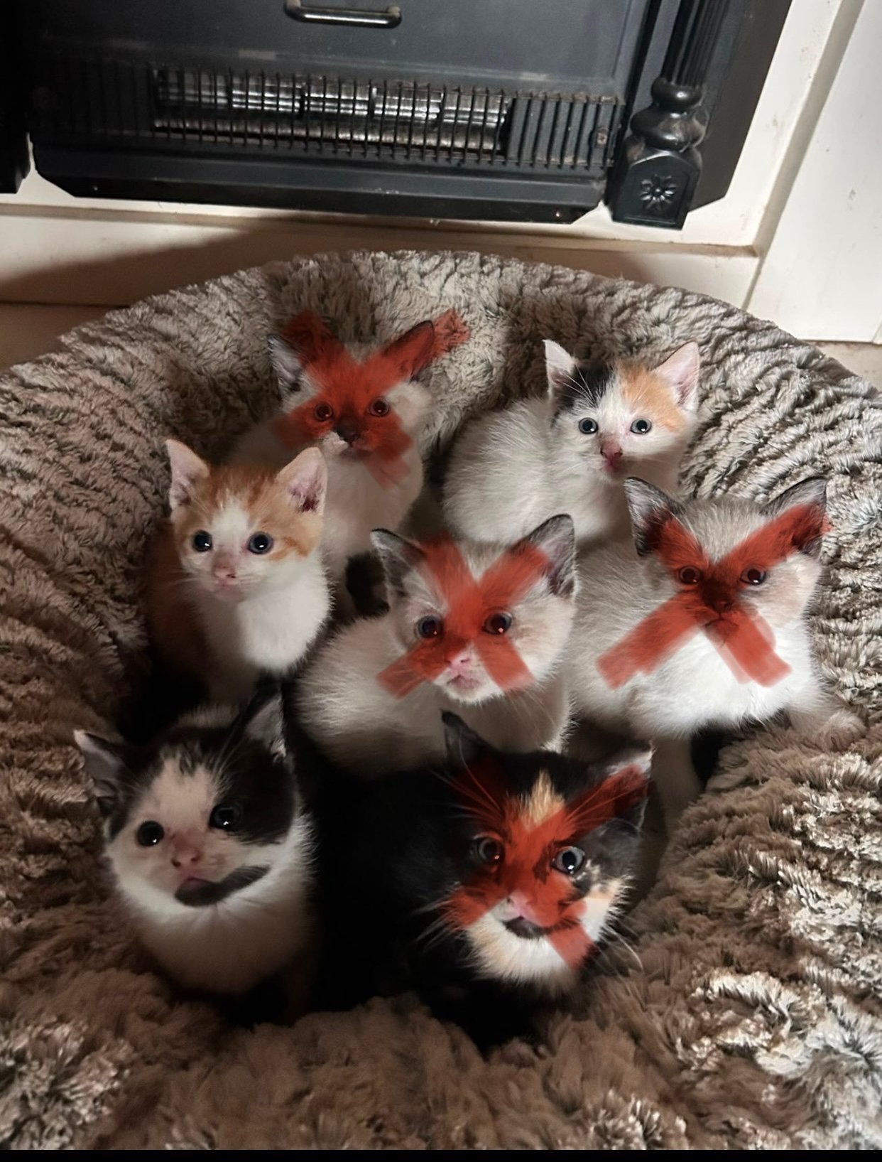 Nog 3 kittens beschikbaar