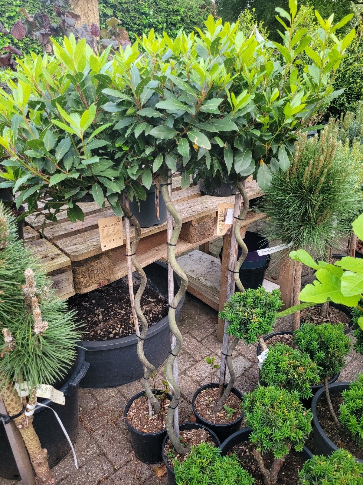 Laurus Nobilis met spiraal stam - 150cm, Ophalen, Volle zon, Vaste plant, Kruiden