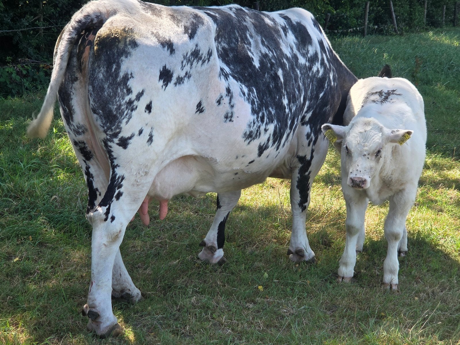 Luxe blauwe koe met dikbil vaars kalf., Vrouwelijk