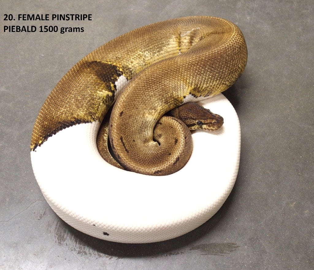 Koningspythons halwas en volwassen kweekdieren deel 1 Ball Python photo 20