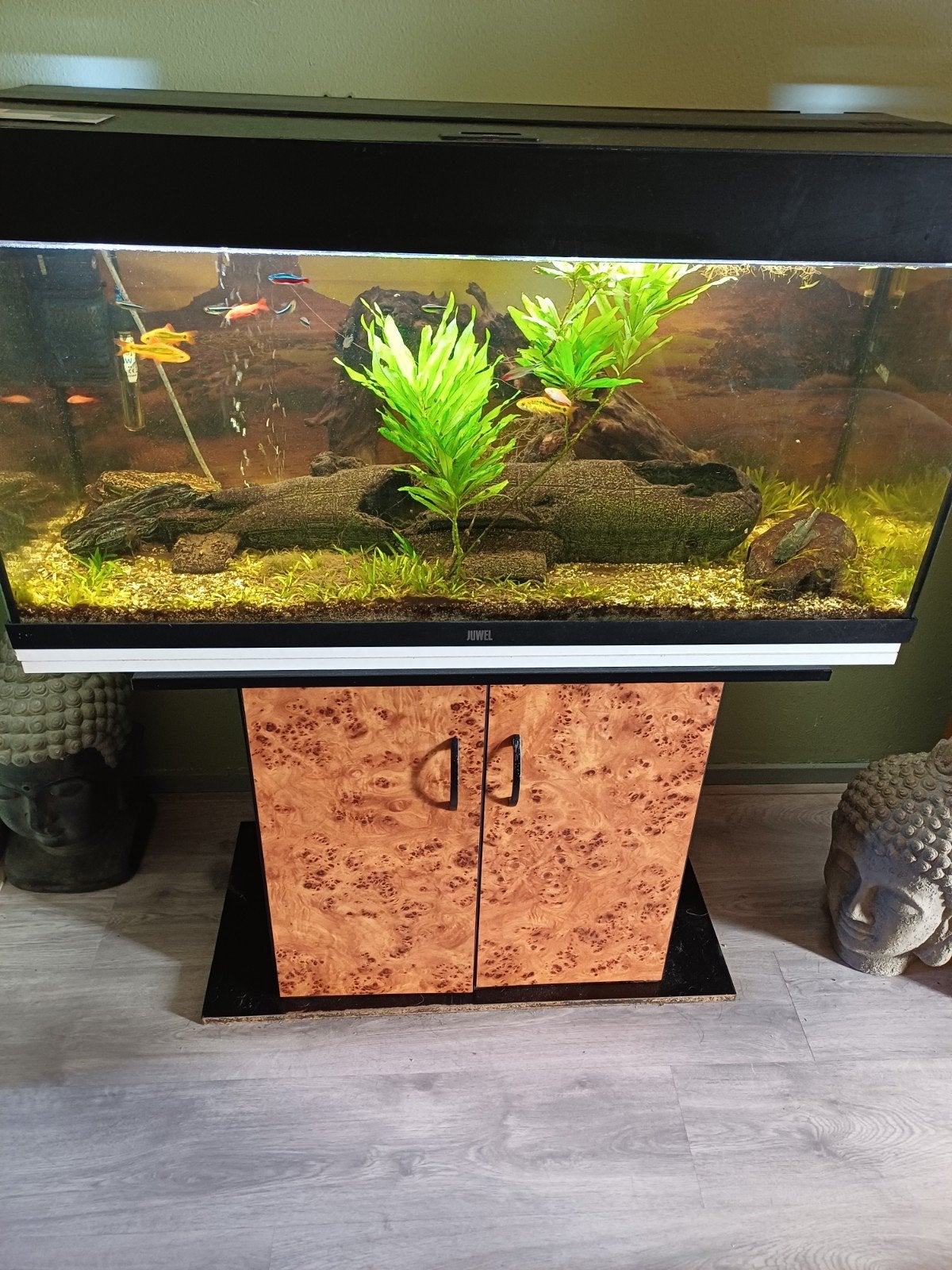 te koop compleet aquarium inclusief vissen en decoratie., Dieren en Toebehoren, Vissen | Aquaria en Toebehoren, Ophalen, Zo goed als nieuw