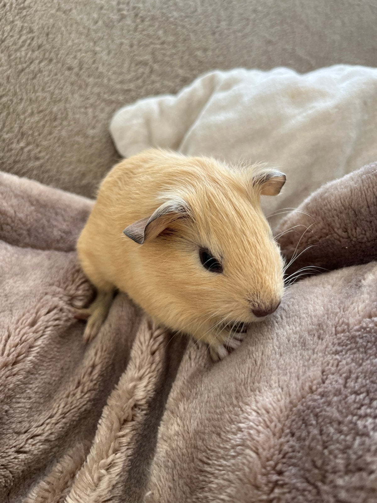 California cavia’s, 1 zeugje, Cavia, Augustus, Vrouwelijk, Tam