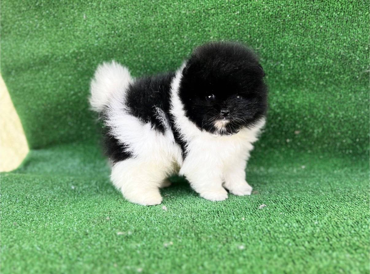 Pomeriaan pup | Pomeranian puppy, Dieren en Toebehoren, 8 tot 15 weken, Parvo, Eén hond, Nederland