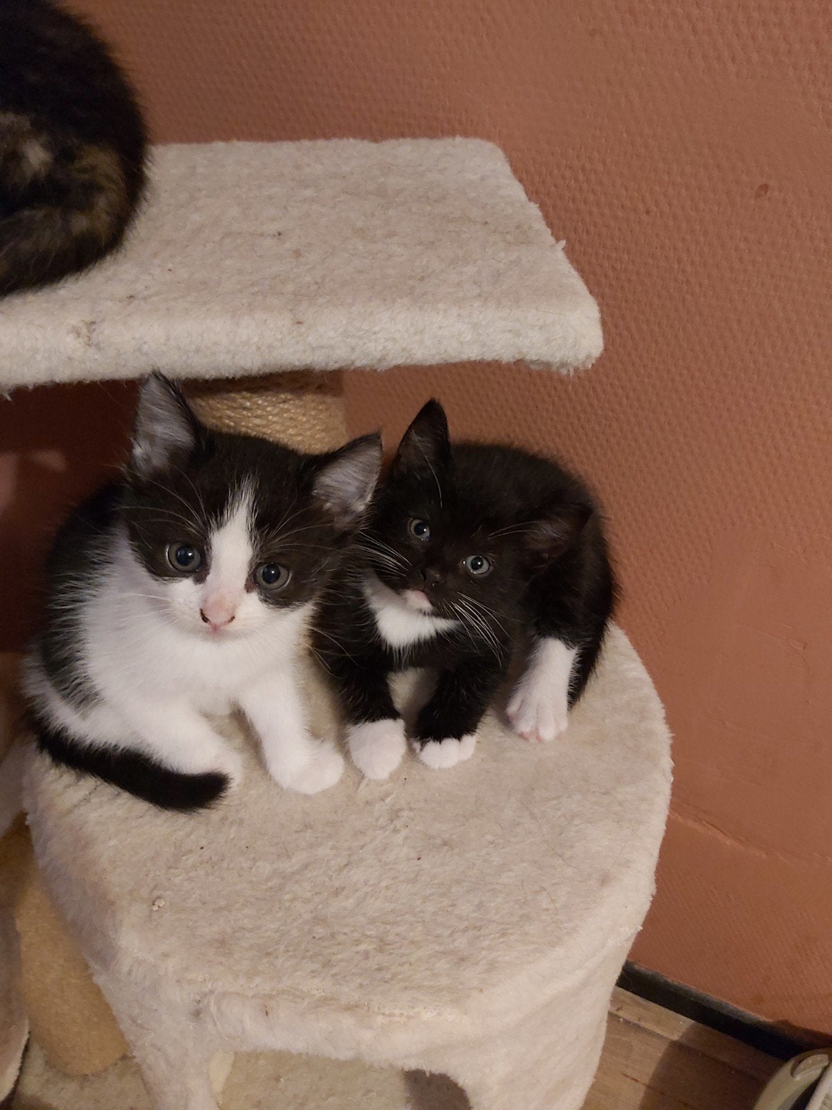 kittens 2 katers 2 vrouwtjes