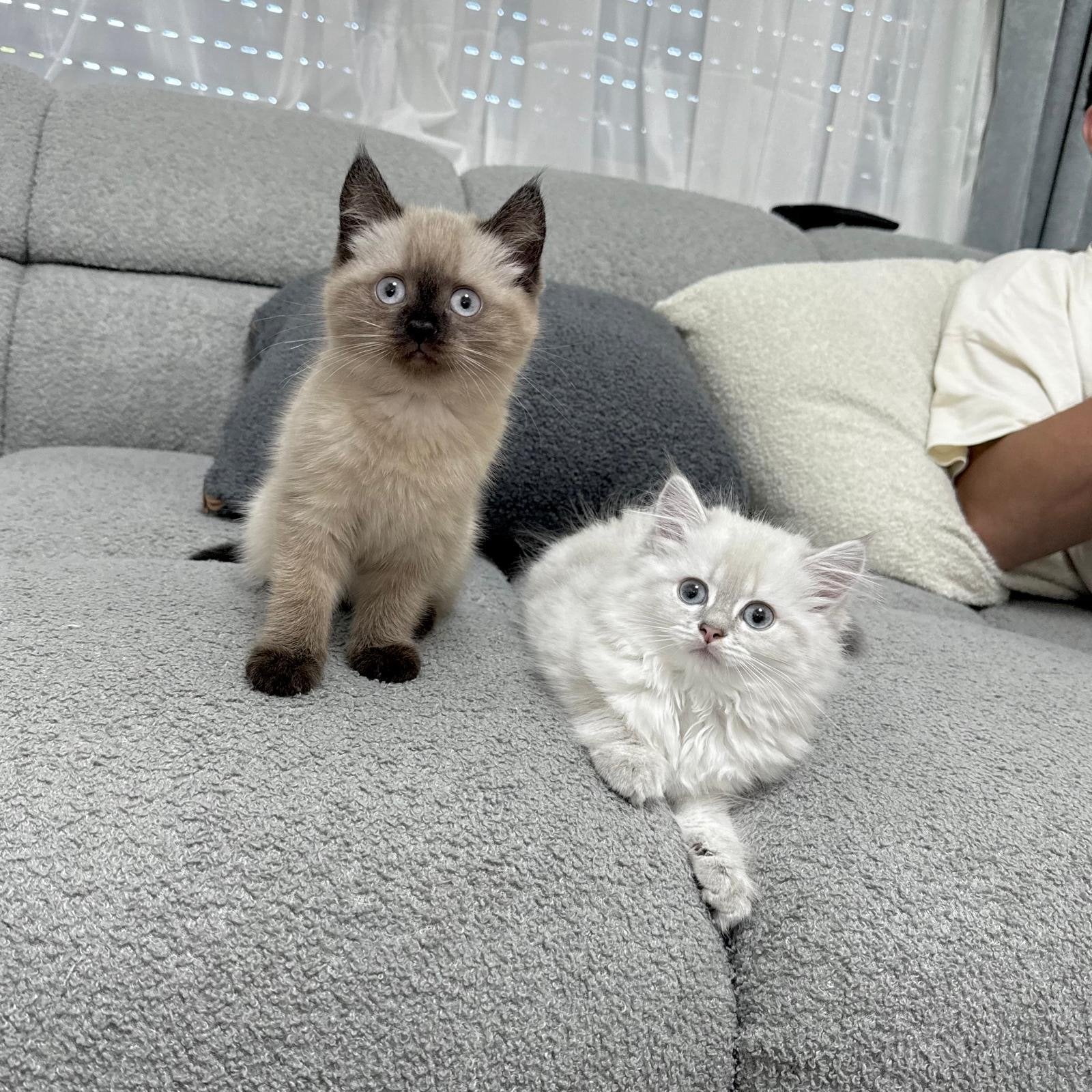 Britse korthaar / Britse langhaar kitten, Dieren en Toebehoren, Poes, Kortharig, 0 tot 2 jaar