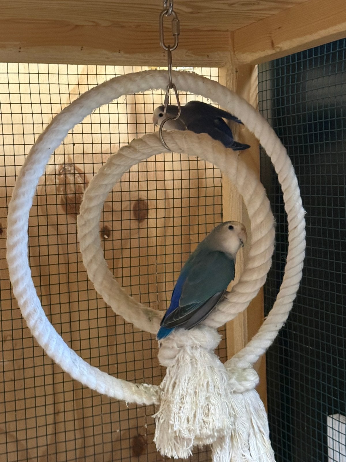 Agapornis koppel & grasparkiet, Dieren en Toebehoren, Ophalen, Kooi-accessoires