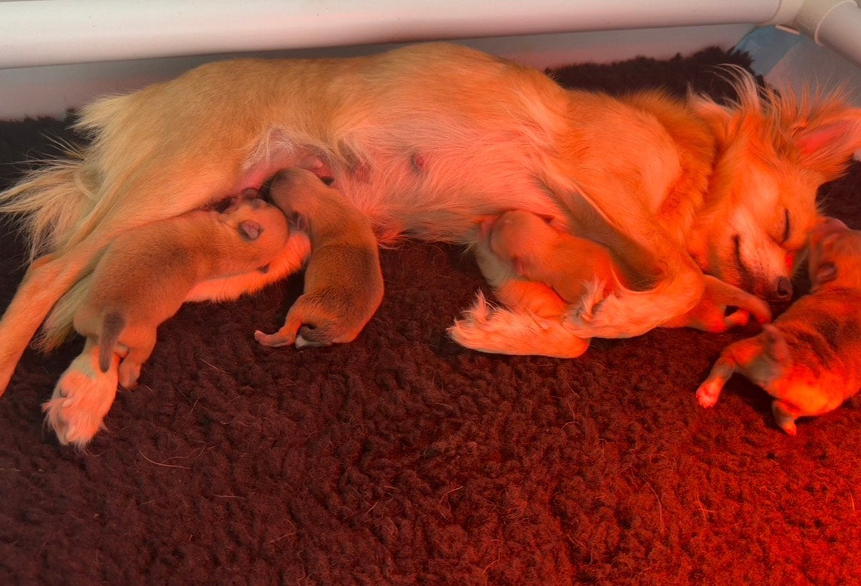 Pomchi pups, Parvo, 8 tot 15 weken, Meerdere, Nederland