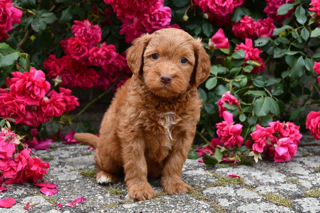 Super mooie Australian Labradoodle pups uit geteste ouders, Dieren en Toebehoren, Parvo, Nederland, Overige rassen, 8 tot 15 weken