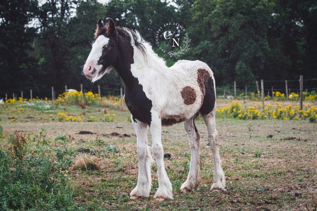 Lief, sociaal en relaxed tinker/irish cob veulen, Minder dan 160 cm, Met stamboom, Niet van toepassing, 0 tot 2 jaar