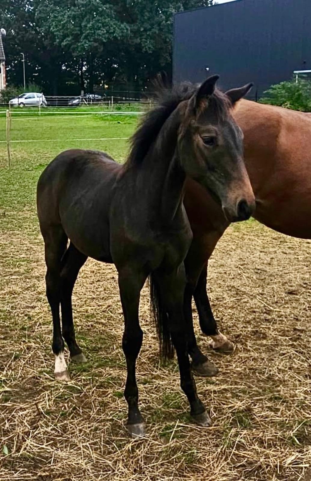 merrie veulen, Dieren en Toebehoren, Merrie, Dressuurpaard, Met stamboom, 0 tot 2 jaar