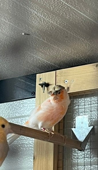 Zeer mooie kuifkanarie man 2024, Dieren en Toebehoren, Vogels | Kanaries, Mannelijk, Kleurkanarie