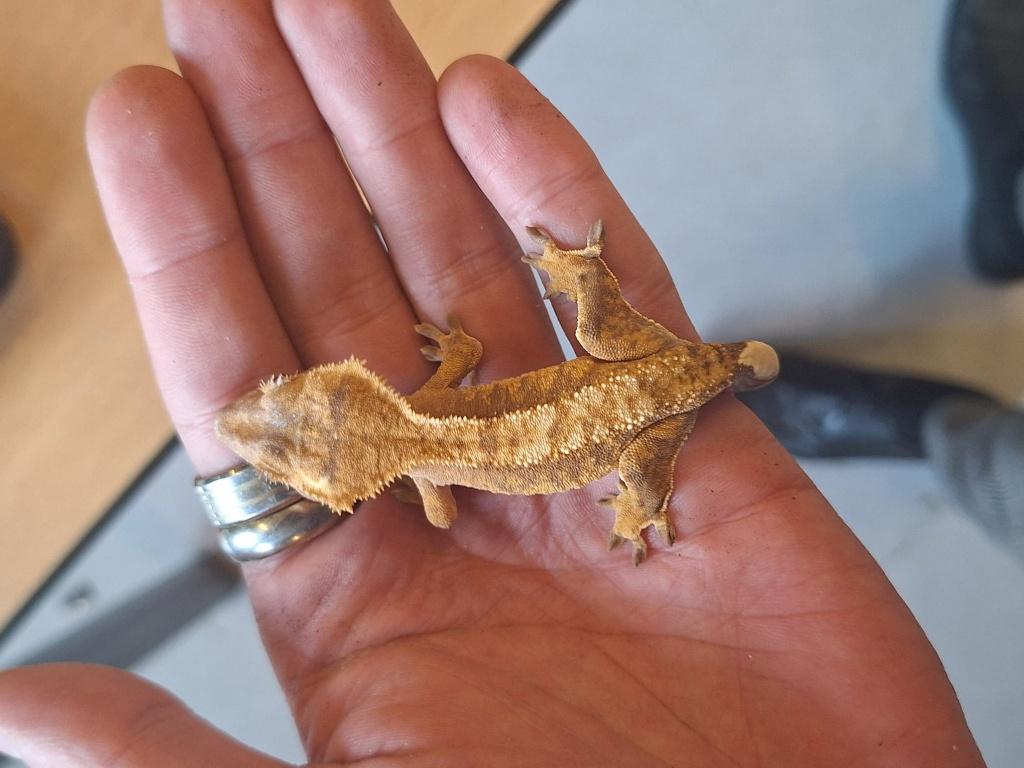Wimpergekko Juveniel/jong Crested Gecko - unknown for sale from Antwan de Graaf