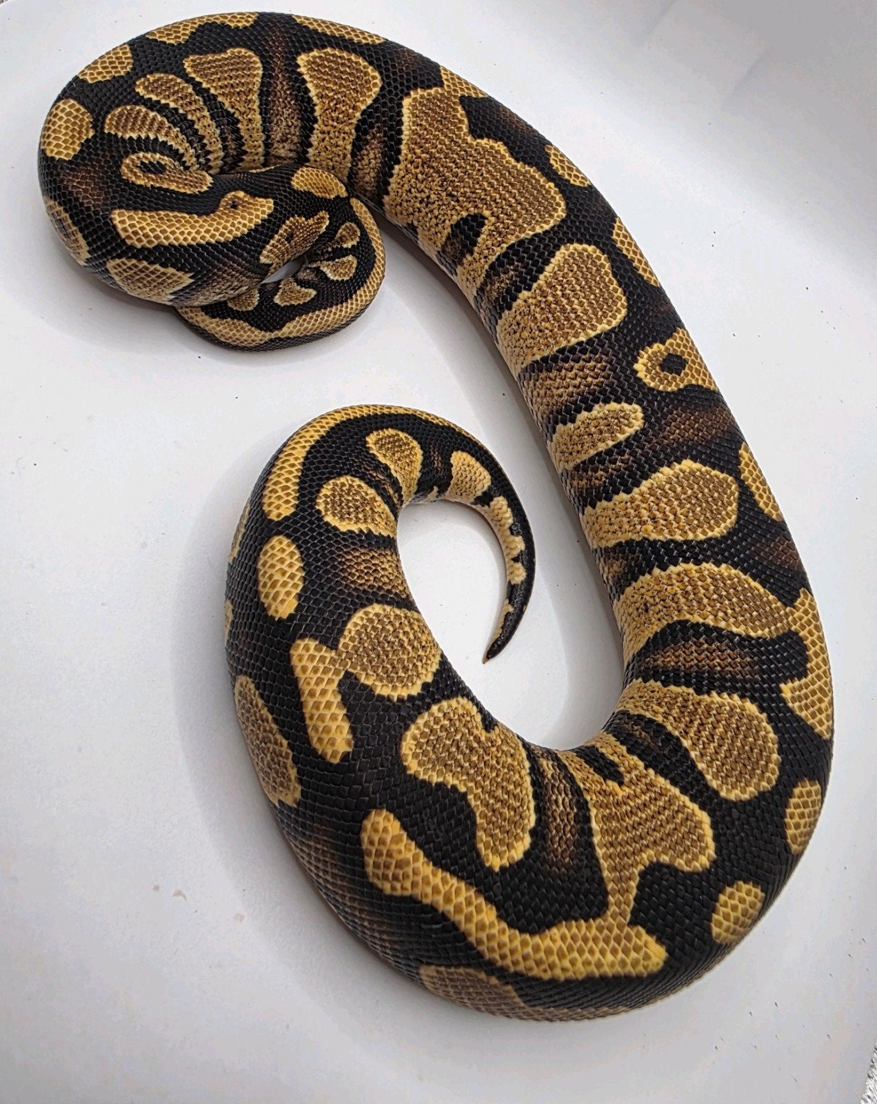 Koningspython- python regius- ballpython Ball Python - female for sale from MiSa