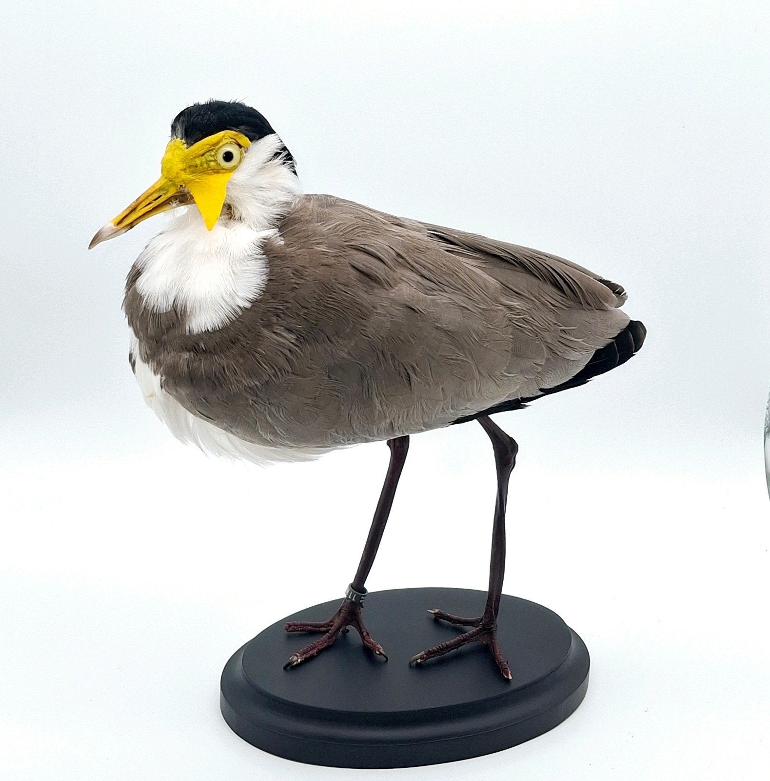 Opgezette maskerkievit taxidermie, Ophalen of Verzenden, Vogel, Opgezet dier