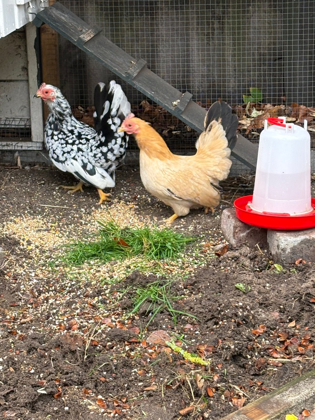 Chabo kipjes, Dieren en Toebehoren, Vrouwelijk, Kip