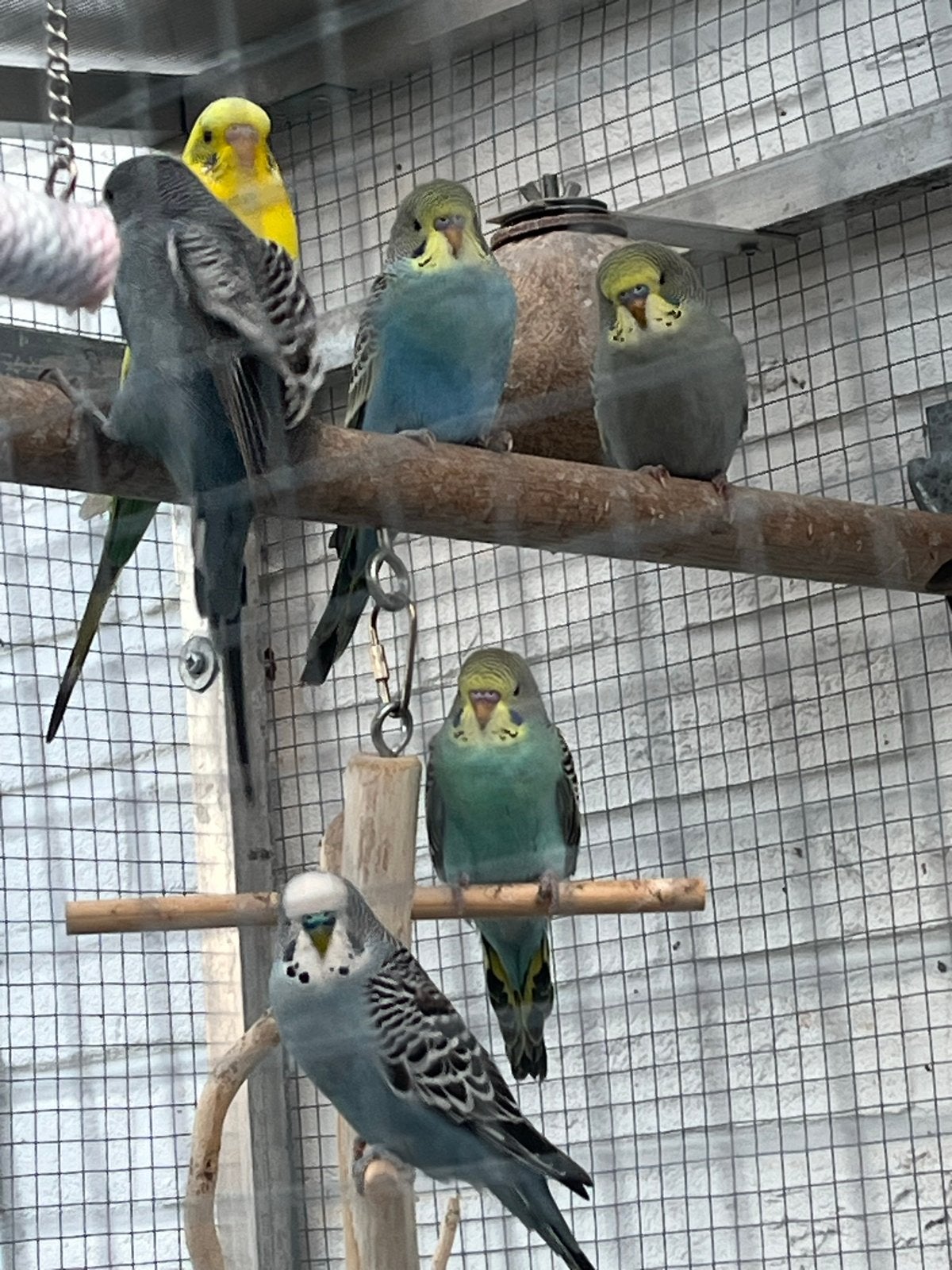 Te koop Lieve grasparkieten zoeken een goed thuis, Dieren en Toebehoren, Vogels | Parkieten en Papegaaien, Meerdere dieren, Parkiet