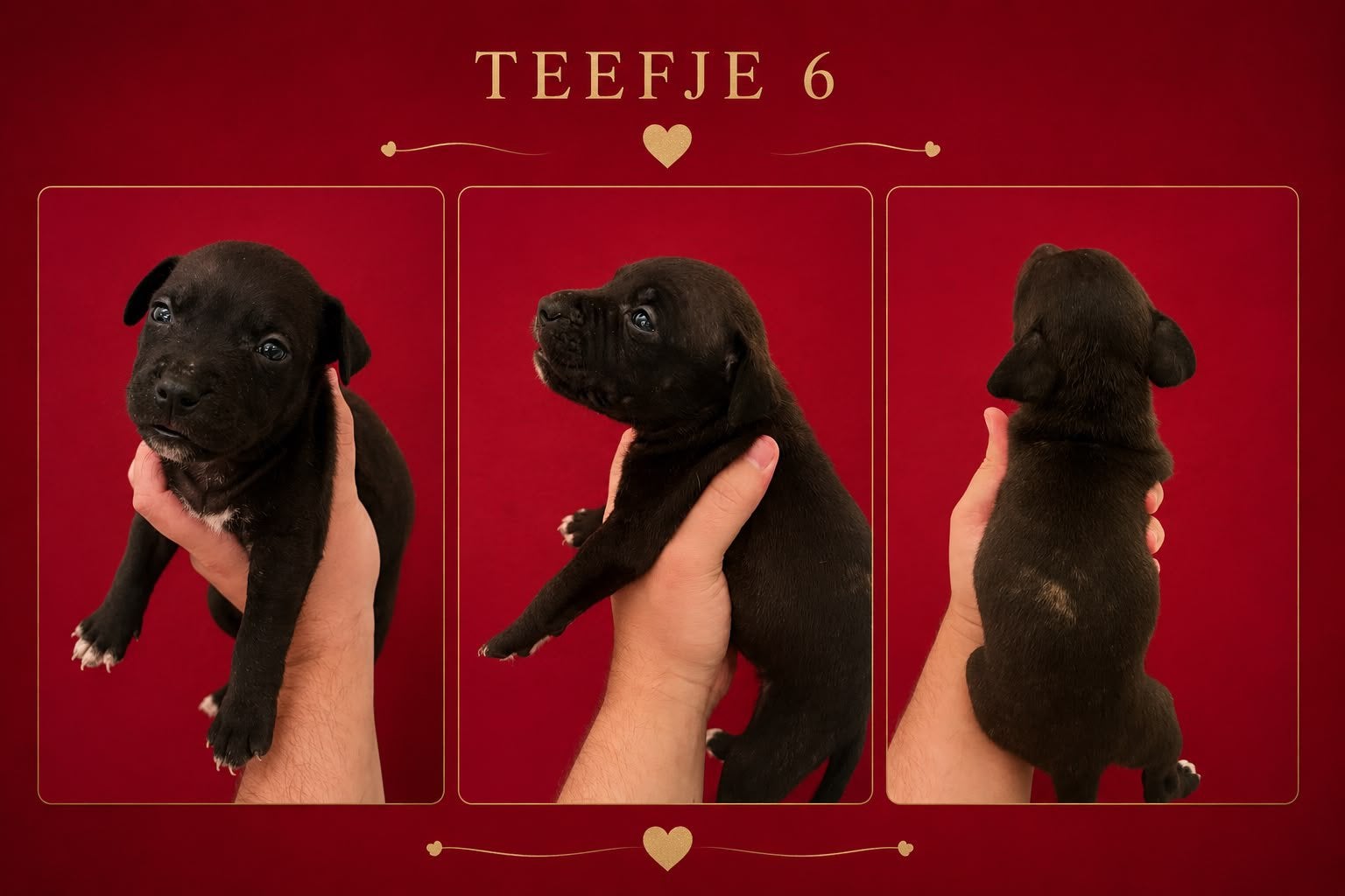 Amerikaanse Stafford pup, Dieren en Toebehoren, België, Particulier, 8 tot 15 weken, American Staffordshire Terriër