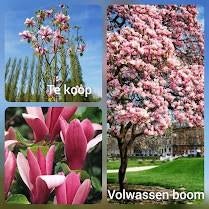 Prachtige magnolia, Ophalen of Verzenden, Lente, Overige soorten, Volle zon