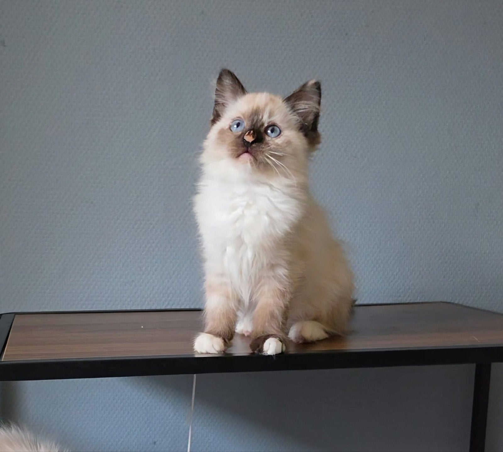 lieve mooie ragdoll kittens, Meerdere dieren