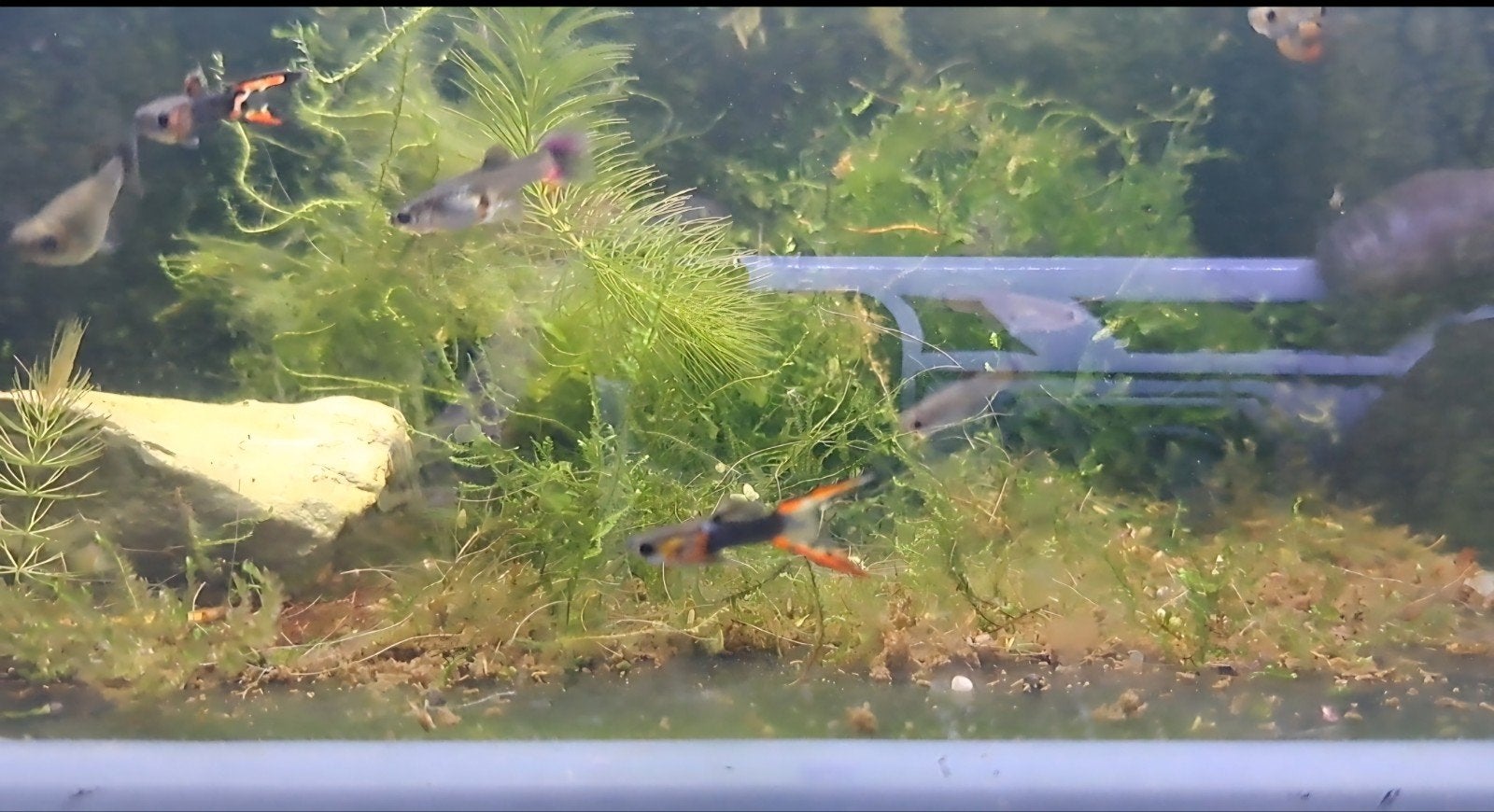 Mooie tuxedo endler guppen te koop, verzenden mogelijk, Dieren en Toebehoren, Vis, Zoetwatervis, Schoolvis