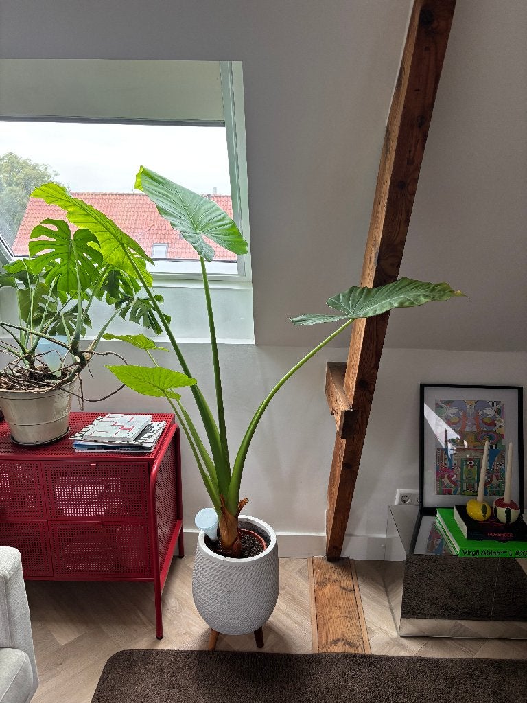 Grote Alocasia en Monstera planten, Ophalen, Overige soorten, Halfschaduw, In pot