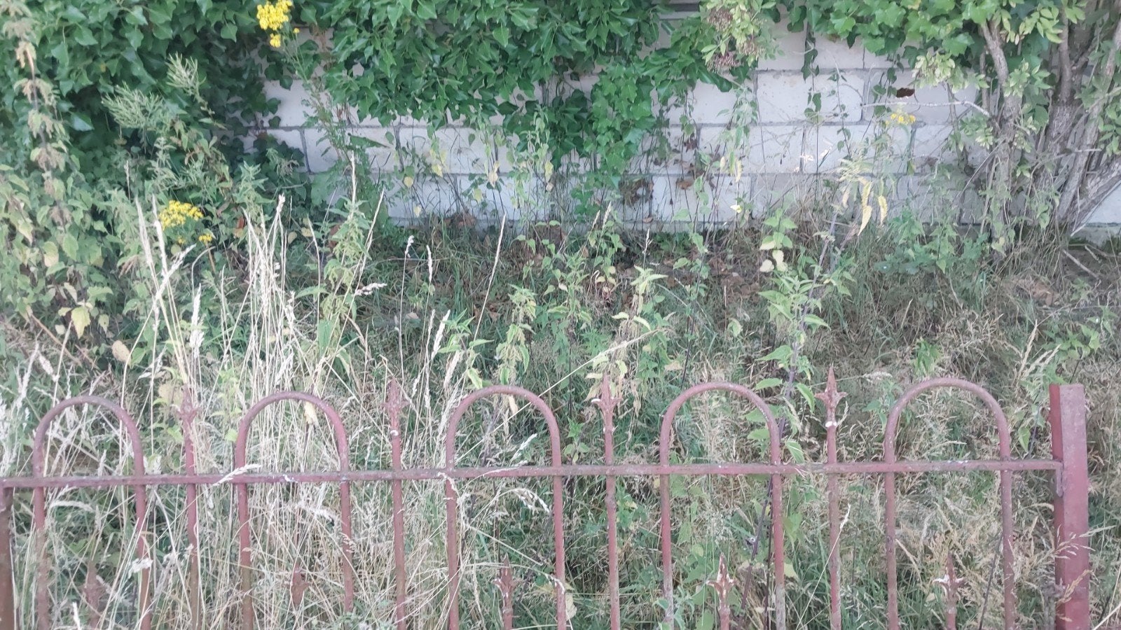 Poort, Tuin en Terras, Ophalen, Conifeer, 100 tot 250 cm