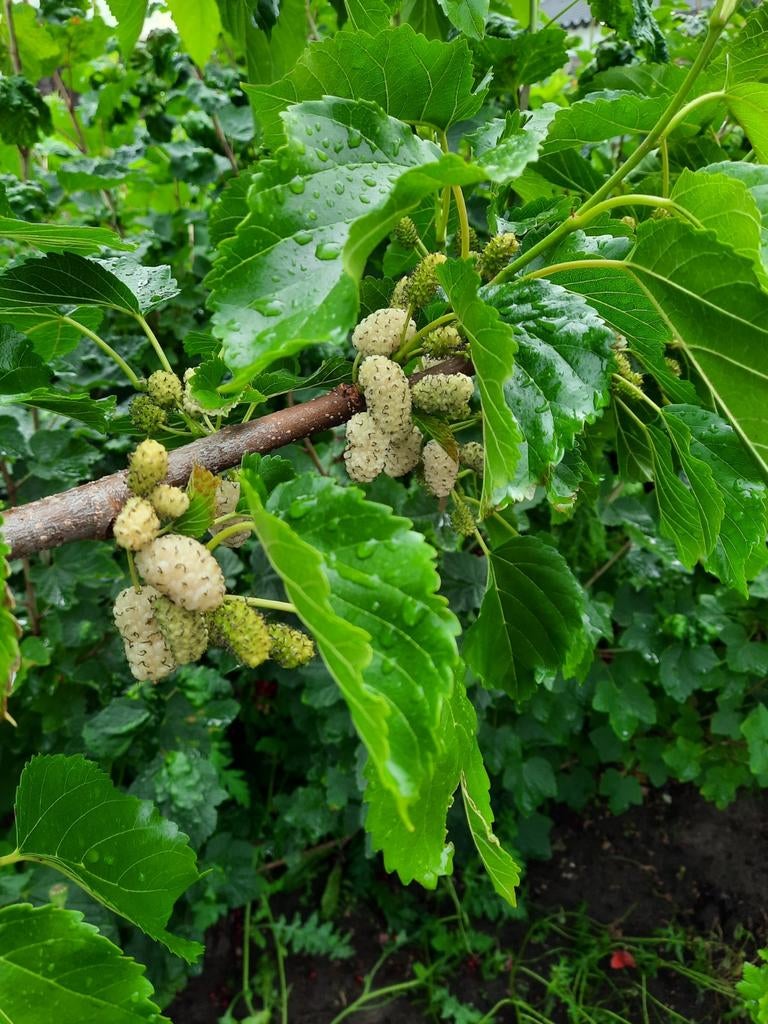 Witte moerbei Morus Carman 9cm pot rijkdragend, Tuin en Terras, Planten | Bomen, Ophalen, Volle zon, Overige soorten, 100 tot 250 cm