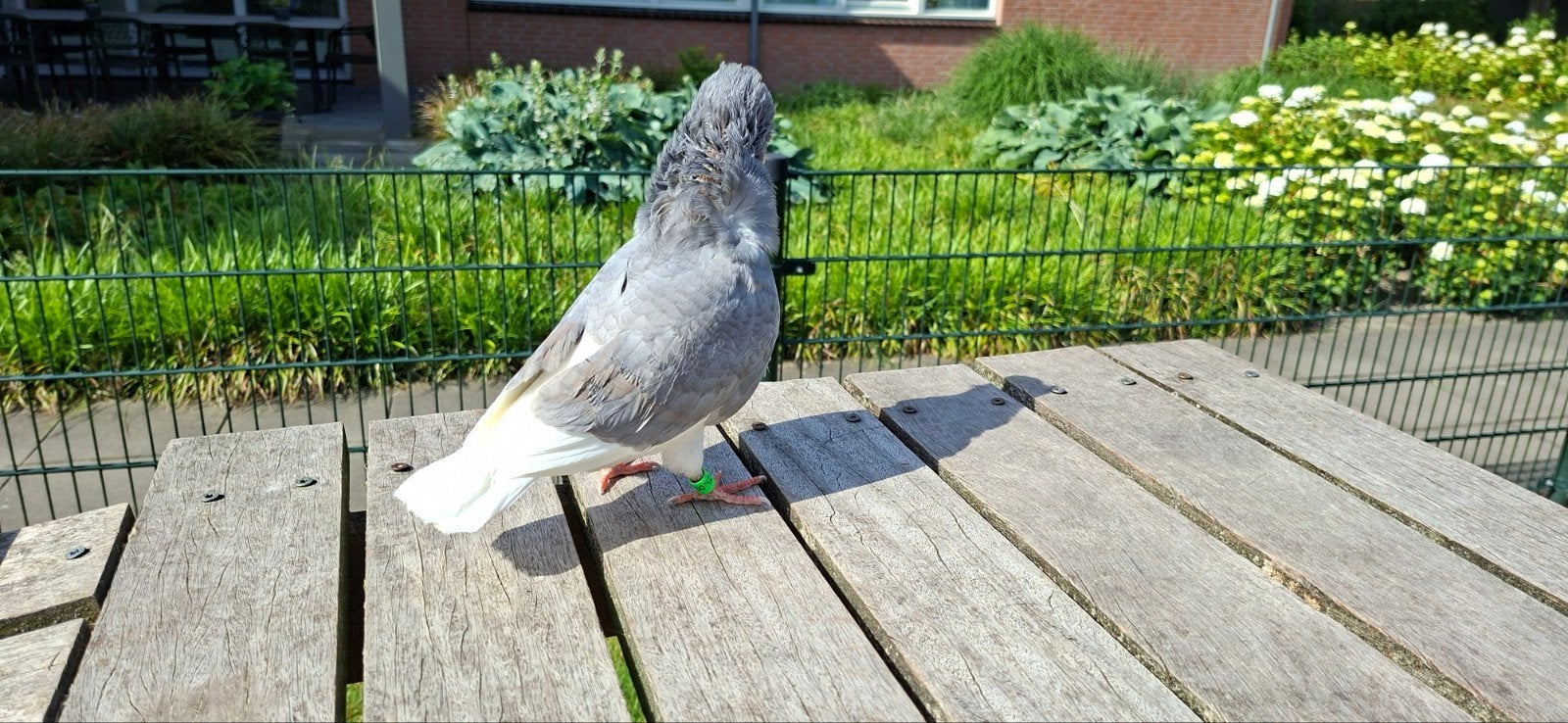 Te koop sierduiven Oudhollands kapucijnen duiven, Dieren en Toebehoren, Vogels | Duiven, Meerdere dieren, Overige soorten