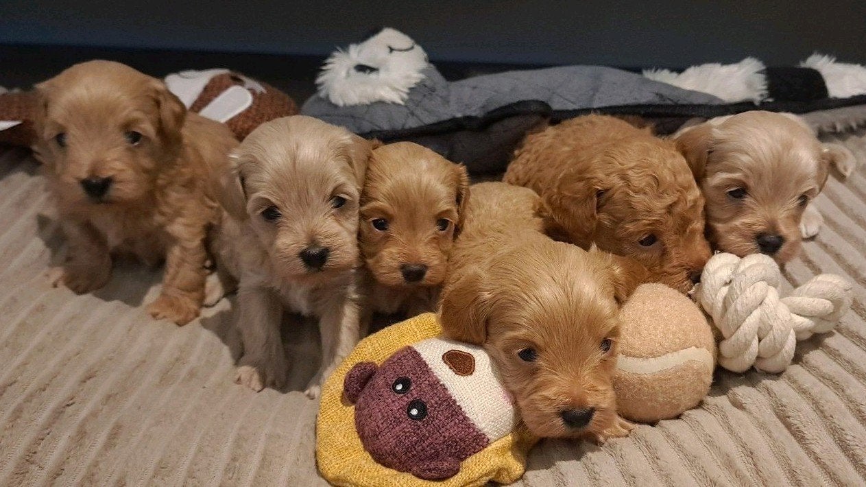 Prachtige super kleine Maltipoo/Toy pups met garantie!🐶🐾, Poedel, 8 tot 15 weken, Parvo, Meerdere