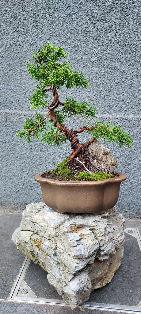 Chinese jeneverbes bonsai shohin, Ophalen of Verzenden, Overige soorten, Halfschaduw