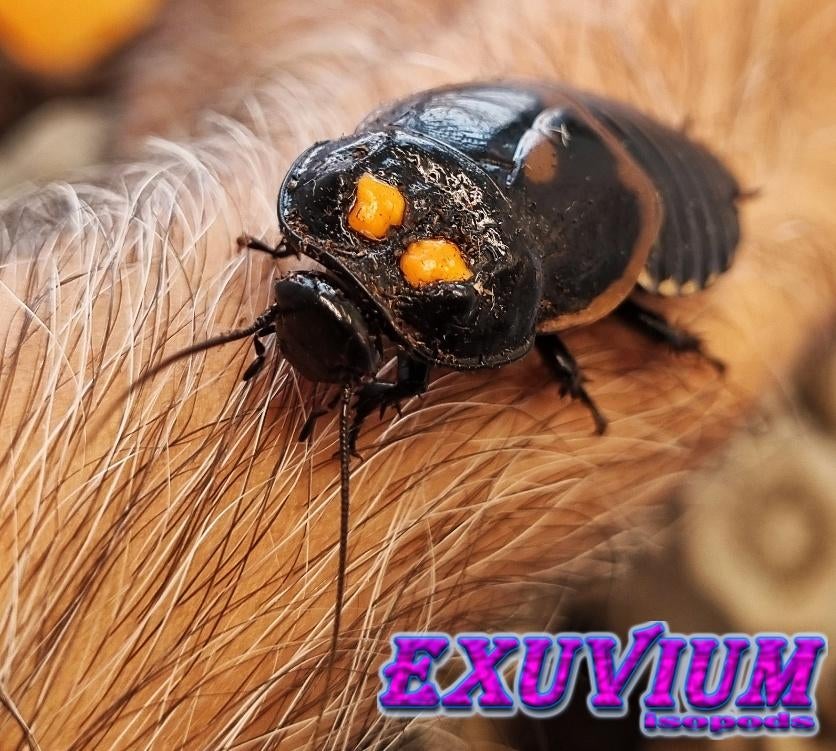 Lucihormetica verrucosa (Warty Glowspot Roach) kakkerlakken, Dieren en Toebehoren, Overige soorten