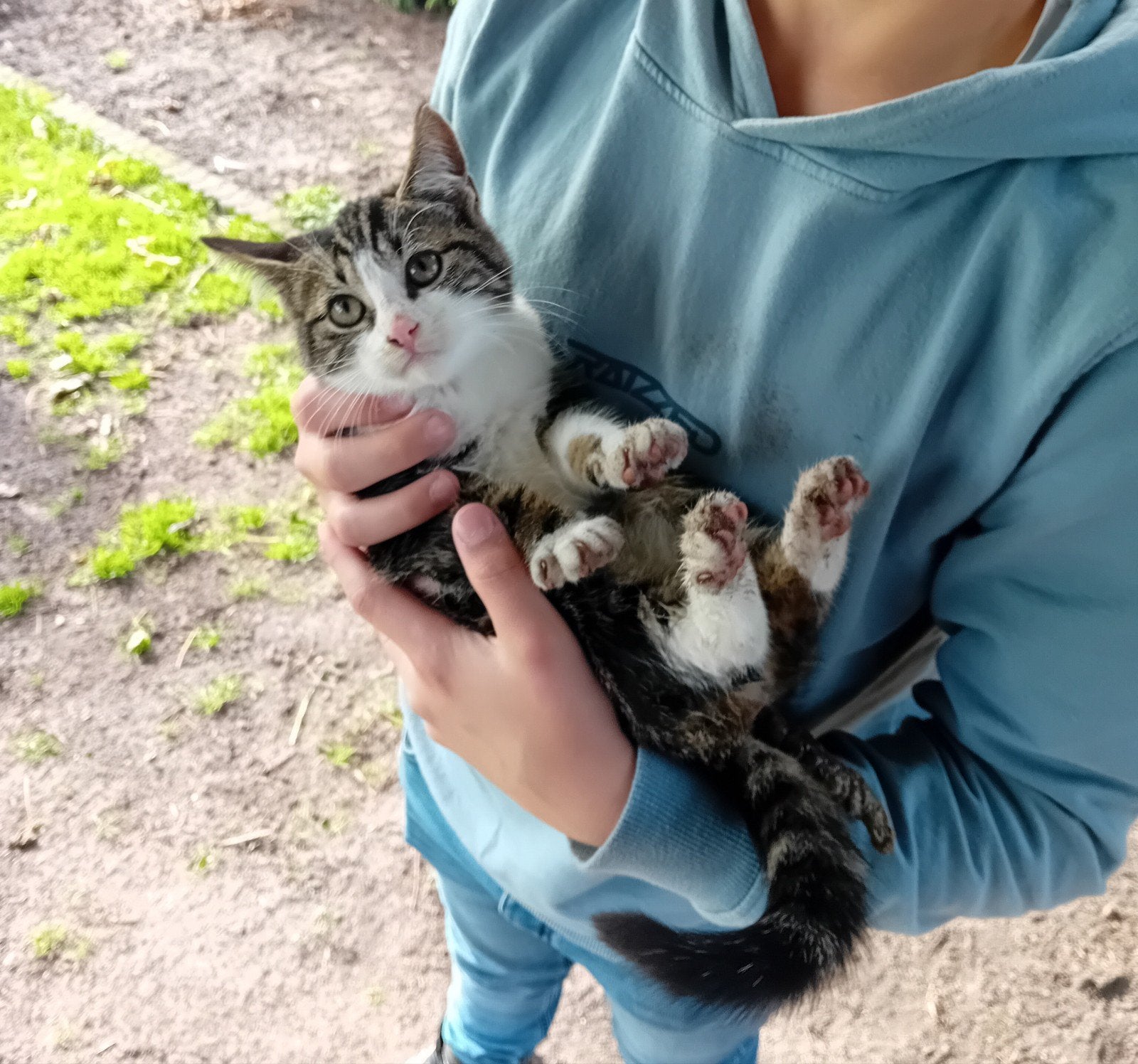 kittens, Kater, Kortharig, 0 tot 2 jaar