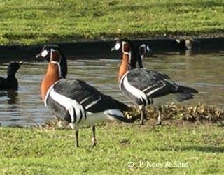 Zwanen Ganzen en Siereenden., Meerdere dieren, Gans of Zwaan