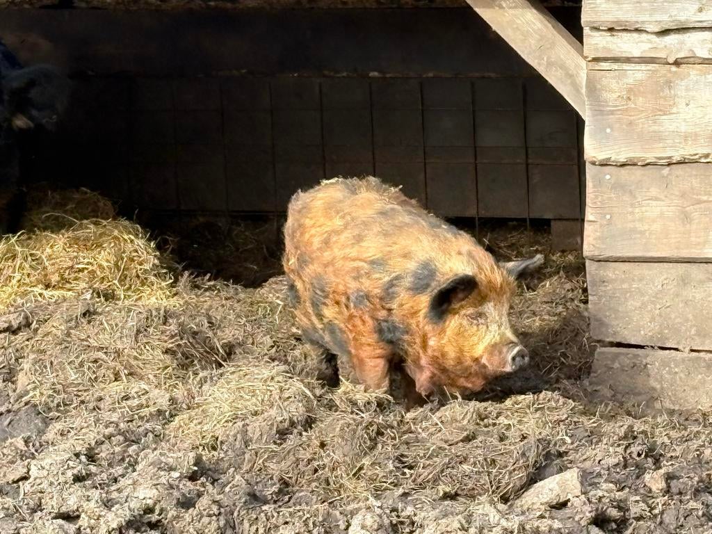 (Dek)beer KuneKune 2025, Dieren en Toebehoren, Mannelijk, Varken, 0 tot 2 jaar